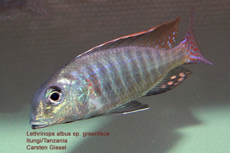 Lethrinops marginatus 'Itungi'